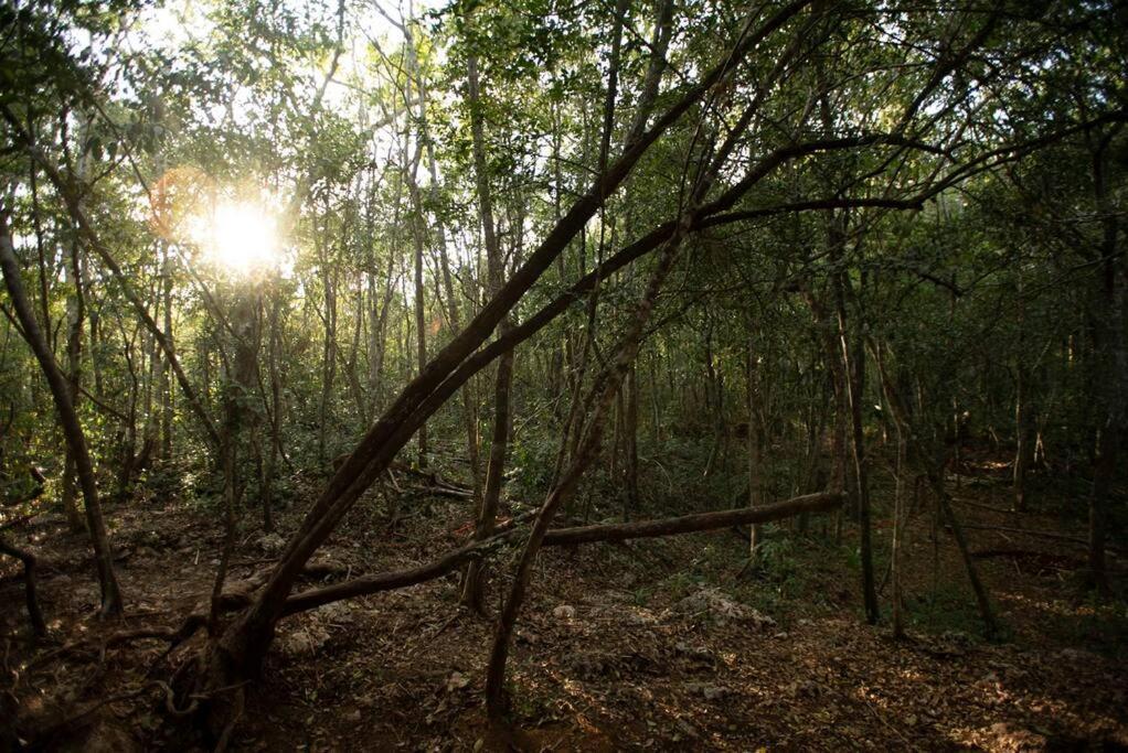 Ojo De Arbol, Boutique Cabin In The Real Jungle Тулум Екстериор снимка